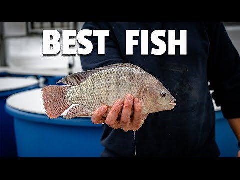 What are the BEST FISH for aquaponics?