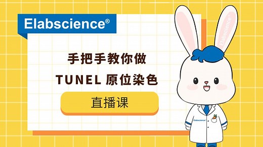 Elabscience_手把手教你做原位TUNEL染色