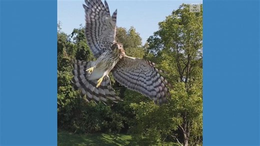 Hawk swoops in for attack on drone