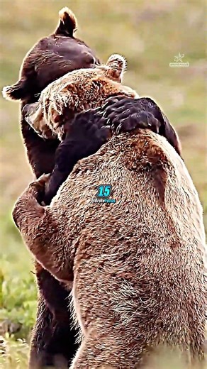 🐻 When Bears Start HUNTING People 🍖 Joe Rogan's Darkest Warning #shorts