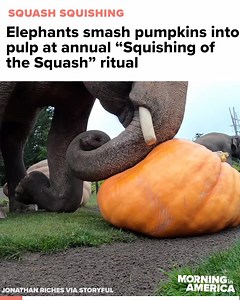 Elephants smash pumpkins into pulp at the Oregon Zoo's annual "Squishing of the Squash" ritual. | NewsNation