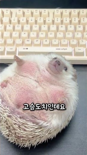 무려 970g? 수의사가 기록감이라고 말한 피그미 고슴도치