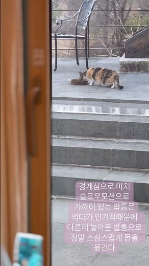 시골 들고양이 집고양이 만들기 프로젝트