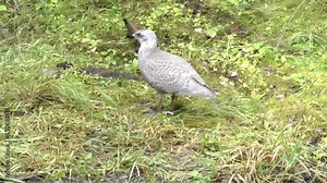 Seagull runs after crow comes back for its Salmon fish Alaska wildlife and nature, 2021, Anchorage Alaska