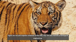 10 Key Facts About Tiger Digestion: From Stomach to Survival