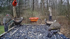 251K views · 6.1K reactions | Northern Flicker pair and an impatient Cardinal! First time seeing the male and female Flickers on the feeder together this year! Mr. Cardinal doesn't seem as happy to see them lol! <3 #birds #birdwatching #nature #wildlife #kalamazoo #birdsytv | The Bird Perch | Facebook