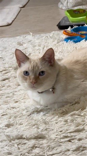 🐱 Morning Routine in the Bathroom with Hooman