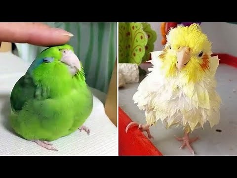 Smart And Funny Parrots Parrot Talking Videos Compilation (2023) - Cute Birds #42