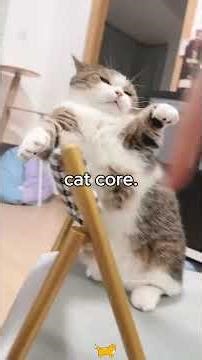 cats that made no sense. cat core. Part 12/100.