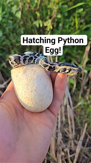 PYTHON EGG HATCHING! #python #snake #shorts #wildlife #nature #dangerous #herping #crazy #florida