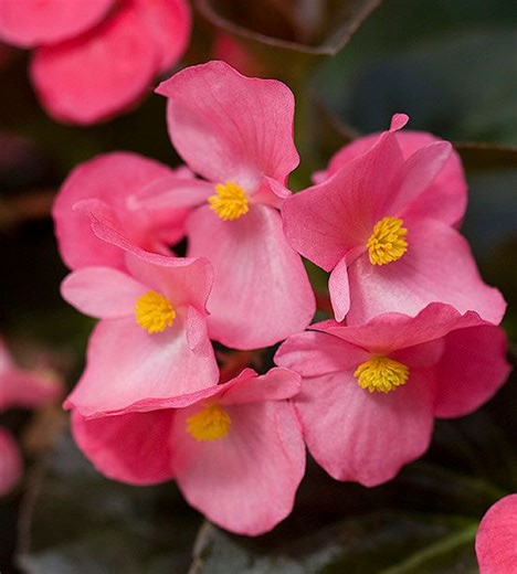 How to Grow Begonias for a Gorgeous Floral Show