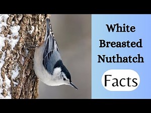 5 Fascinating Facts about White Breasted Nuthatch