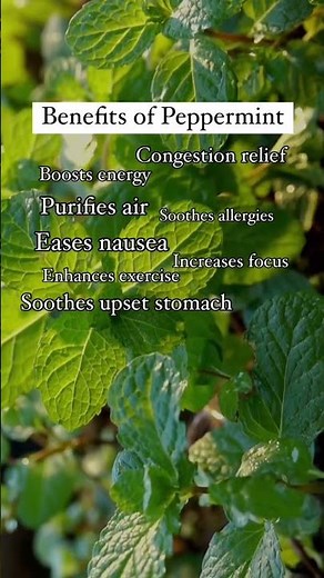 Peppermint Essential Oil | 15 Life-Changing Uses! 🌿