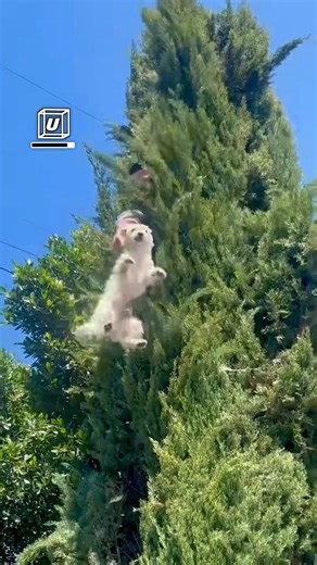 7.1M views · 73K reactions | How did her dog get stuck so high up?!  | UNILAD | Facebook