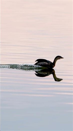 Bodysurfing Bird?? - Grebe Glides in Smooth
