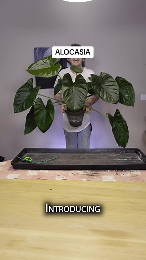 The Cinematic Fly on TikTok