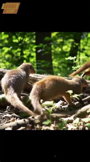 Mongoose Walking #shots #mongoose #animalshots #animals #cuteanimals #wild #mammals