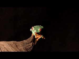 Portrait de la Rainette aux yeux rouges