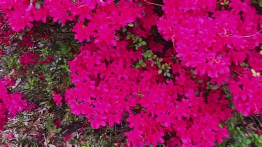 Spring is almost here — and that means it’s time for the Tyler Azalea Trail. 🌸 Each year, Tyler celebrates the season with more than ten miles of residential gardens and historic home sites covered in azaleas, tulips, wisteria, dogwoods, and blooms in every shade of pink and white. From March 20 through April 5, 2026, the Trail winds through brick streets and beautiful neighborhoods that truly show off why we shine in the spring. Whether you’ve lived here your whole life or you’re planning your