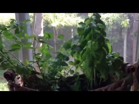 How to Grow Herbs Indoors the Easy Way