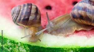 Two beautiful helix pomatia snails eat watermelon.