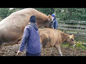 Bovine Semen Collection