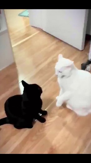 Who Will Win the Playful Cat Encounter?