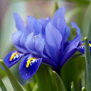 Dark Blue Specie Iris | American Meadows