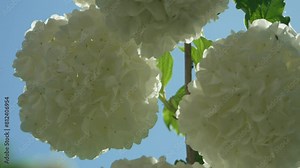 Hydrangea, blooms, sky - White hydrangea clusters in full bloom under clear blue sky during daylight, displaying flora growth in natural habitat Stock Video