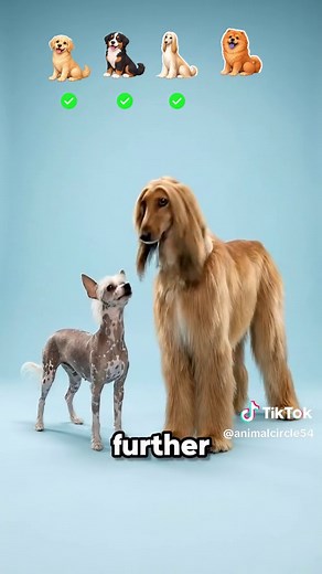 Chinese Crested Dog Breed: What Happens When You Cross Them?
