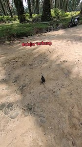 Anakan burung jalak belajar terbang #jalak #reelviral #fyp | Rio Oneng