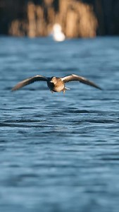 Do you shoot hens? | Black Sheep Waterfowl