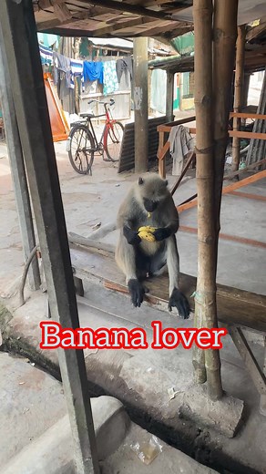 Grey Langur #black_faced_monkey #hanuman #wild_life | Mozahed Syed