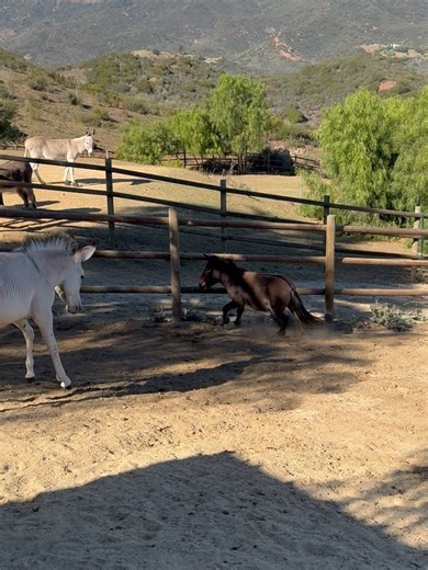 12K views · 1.5K reactions | Skydog Sanctuary on Reels | Facebook