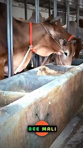 Au Mali, l’élevage de bœufs est une activité essentielle, représentant environ 19 % du produit intérieur brut (PIB) et constituant la principale source de revenus pour plus de 30 % de la population, en particulier dans les zones rurales . Avec un cheptel estimé à 11 millions de bovins, le pays se positionne parmi les principaux producteurs de bétail en Afrique de l’Ouest . | Bee Mali