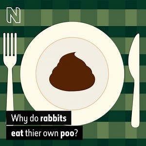 12K views · 90 reactions | Happy #Easter! Here's a fact you may not know about the Easter Bunny's relatives: rabbits eat their own poo. While that may not sound very appealing, it's actually a pretty important process. | Natural History Museum, London | Facebook