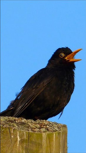 Bird Songs | Colorful Birds Singing Naturally | Relaxing Nature Sounds USA & Worldwide