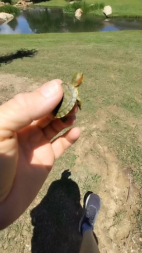 Releasing a baby turtle that was rescued from a pool skimmer #swimmingpool #PoolService #poolcleaning | Texas Pool Artisans