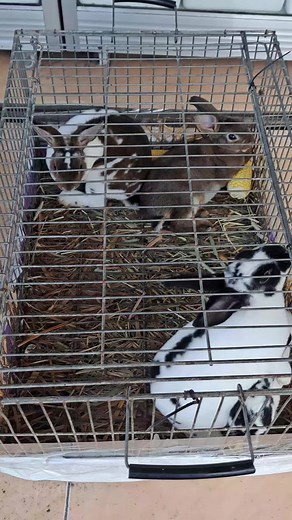 Mini rex Rabbit #kelinci #rabbit #dinarayafarm