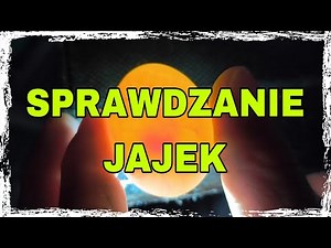 Jak sprawdzić czy jajko gołębia jest zalężone? Prosta metoda