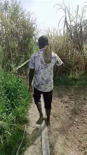 hal chalaye #youtubeshorts #shortfeed #shortvideo #short