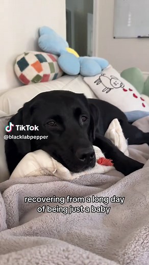 Adorable Baby Black Labrador's Relaxing Evening