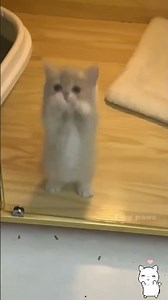 cute kittens #cat #catlover #cats
