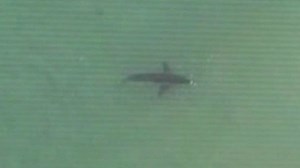 Video shows great white sharks near California beaches