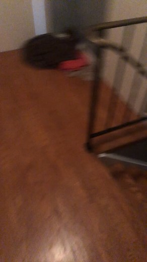 Husky's Hilarious Reaction When Home Alone