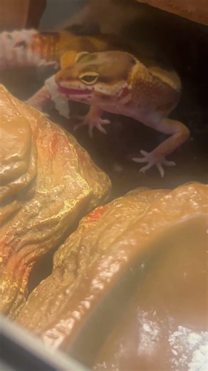 Our Leopard Gecko is molting! #molting #reptiles #gecko #shedding #liveanimals #pets