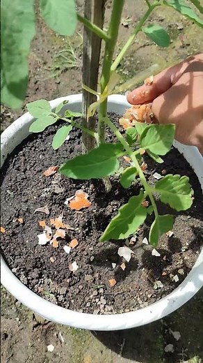 fertilizing tomatoes using egg shells