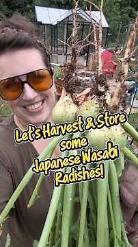 Harvesting Wasabi Radishes 🌶️🥗 Spicy, Crunchy & So Easy to Grow! (and a tip about Eggplants!🍆) #grow