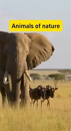 Strength, Patience, and the Dance of Life in the Wild - shocking the entire interne#animals#wildlife