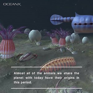 Happy #DarwinDay, celebrated on Darwin's birthday. #CharlesDarwin's theory that animals evolved from common ancestors changed the game forever. And guess what? They all came from the #ocean. Thanks to Oxford University Museum of Natural History for the excellent visuals and if you're in the UK, you can check out the free exhibit in person. With illustrations by Betsy Tyler Bell/Jackie Conway (Oxford Printmakers Co-Operative). #oceanx | OceanX